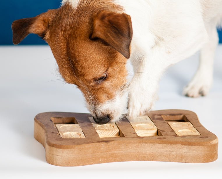 Fun Dog Games to Play in the House - McCann Professional Dog Trainers