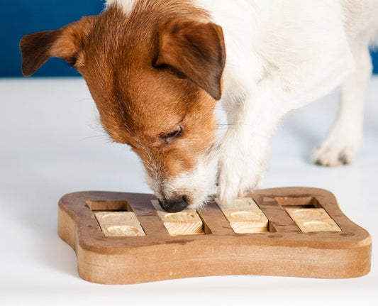 Fun Dog Games to Play in the House - McCann Professional Dog Trainers