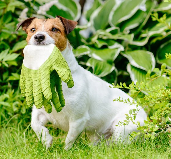 Fun Games to Play with Your Dog - Get the Glove! - McCann Professional Dog Trainers