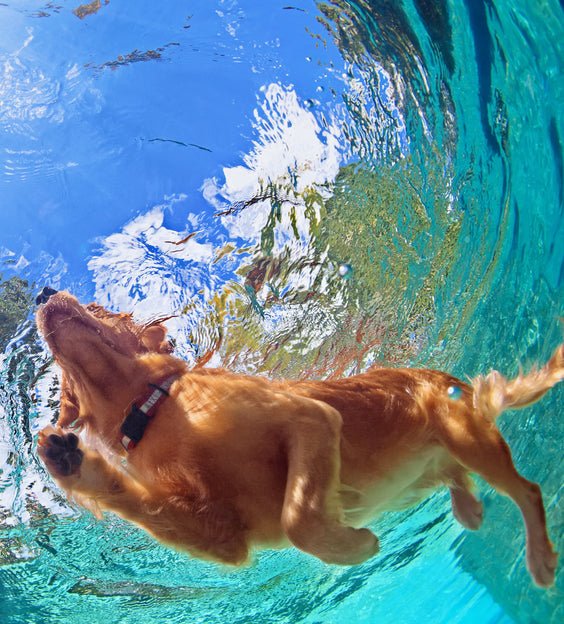 Go Swim! Introducing your Dog to Water Fun! - McCann Professional Dog Trainers