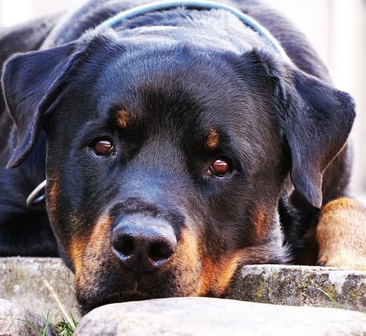 Guard Dogs - Making them Mean for Protection - McCann Professional Dog Trainers