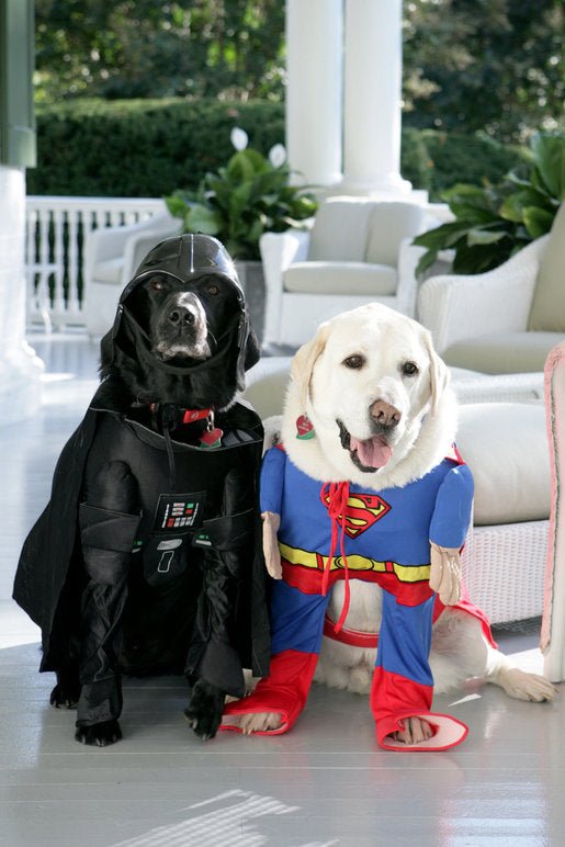 Halloween is coming – is your dog safe? - McCann Professional Dog Trainers