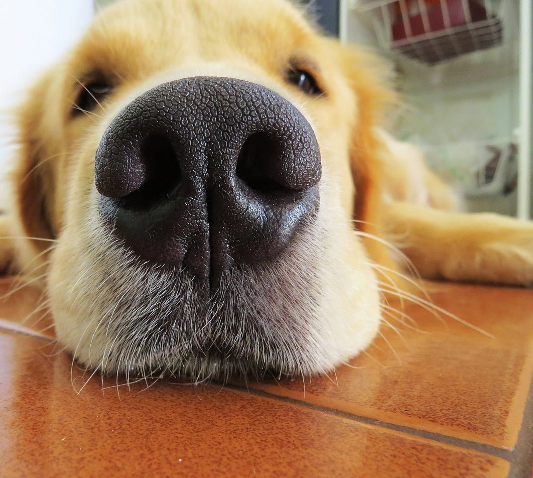 Have You Met all 6 Breeds of Retrievers? - McCann Professional Dog Trainers