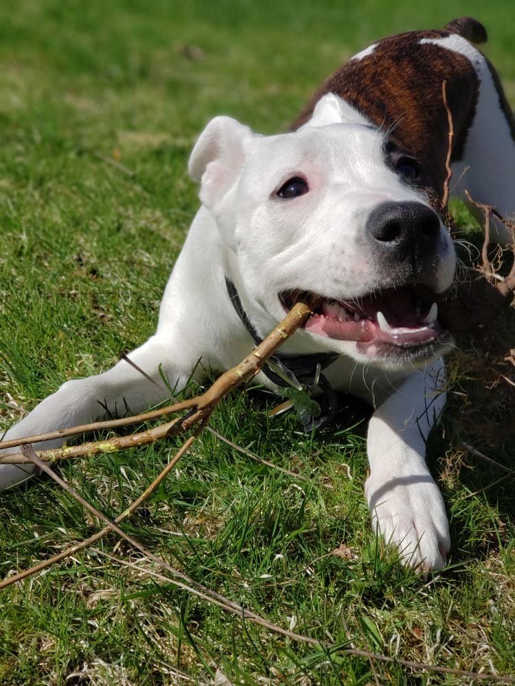 Help! My Puppy Tries to Eat Everything Outside! - McCann Professional Dog Trainers