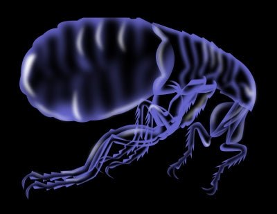 Holy Tick! Avoiding Ticks this Spring - McCann Professional Dog Trainers