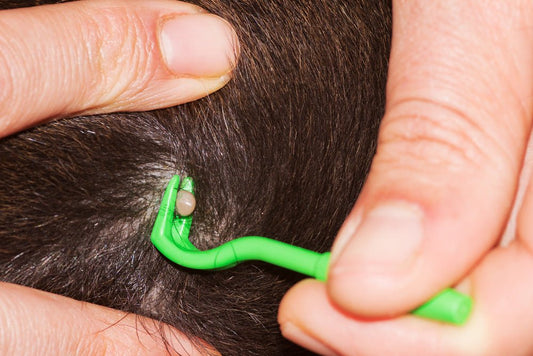 Holy Tick! They're BACK! - McCann Professional Dog Trainers