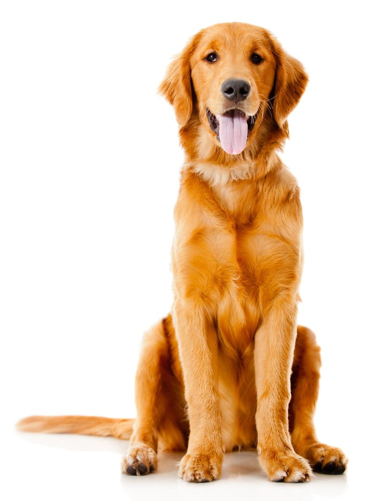 How Many Times Should You Say "Sit?" - McCann Professional Dog Trainers
