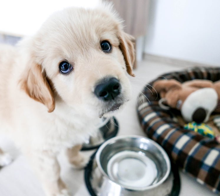 How to Live with a Dog in Training - McCann Professional Dog Trainers