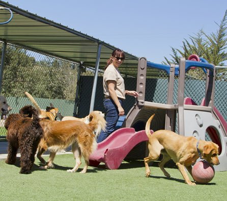 How to Pick a Doggie Daycare - McCann Professional Dog Trainers