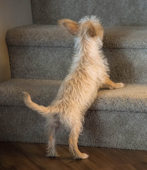 How to Safely Teach your Pup to Navigate: Stairs - McCann Professional Dog Trainers