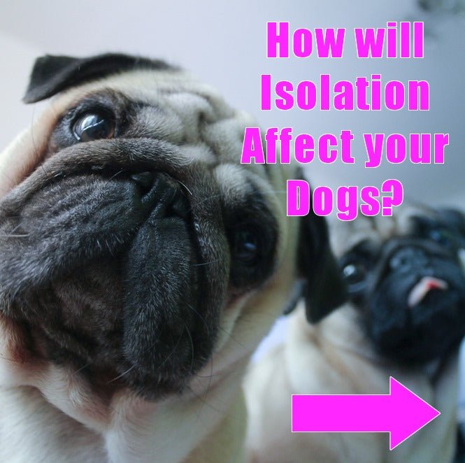 How Will Isolation Affect Your Dog - McCann Professional Dog Trainers