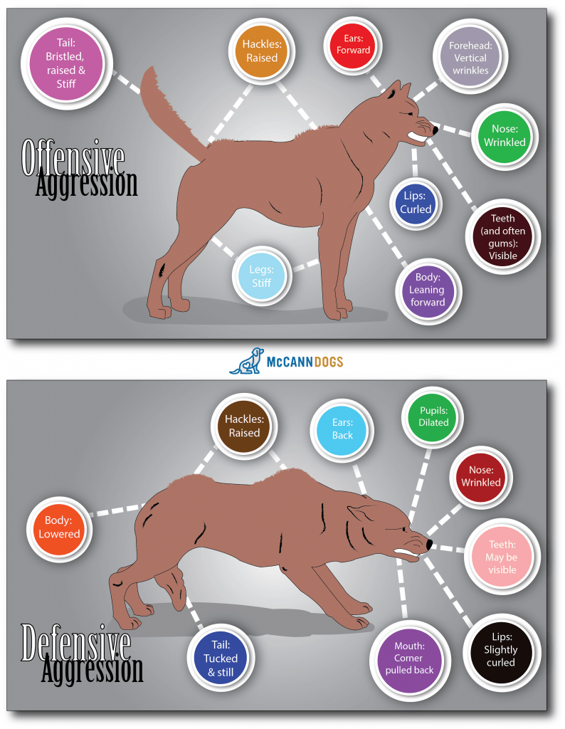 Identifying Aggression in Dogs: Offensive VS Defensive - McCann Professional Dog Trainers