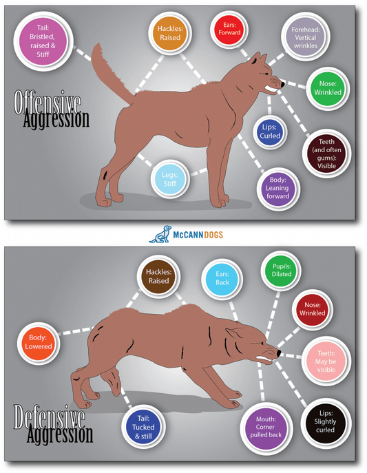 Identifying Aggression in Dogs: Offensive VS Defensive - McCann Professional Dog Trainers