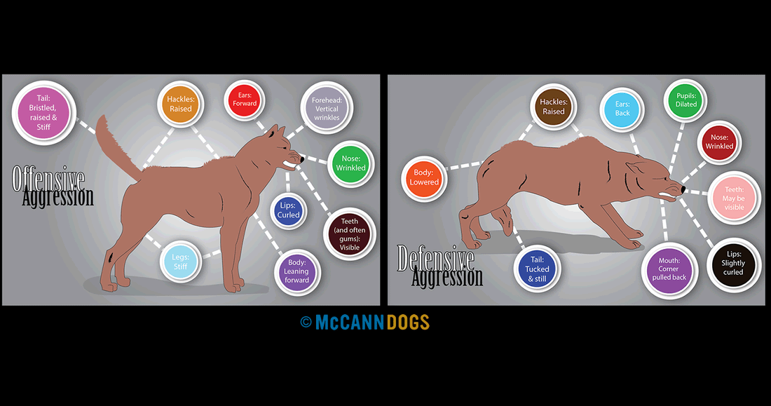 Identifying Defensive VS Offensive Aggression in Dogs - McCann Professional Dog Trainers