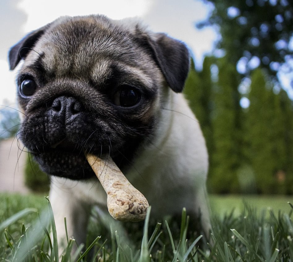 Is Chewing Safe? Protecting Your Dog from the Dangers of Recreational Chewing - McCann Professional Dog Trainers