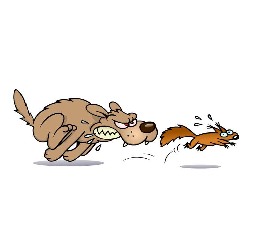 Is Your Dog a Squirrel Chaser? - McCann Professional Dog Trainers