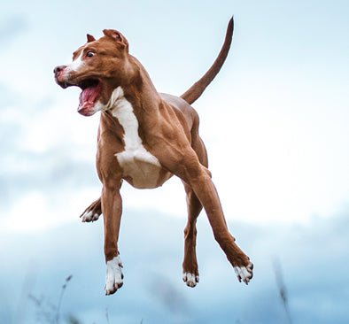 Is Your Dog Easily Distracted? GREAT! Here's Why... - McCann Professional Dog Trainers