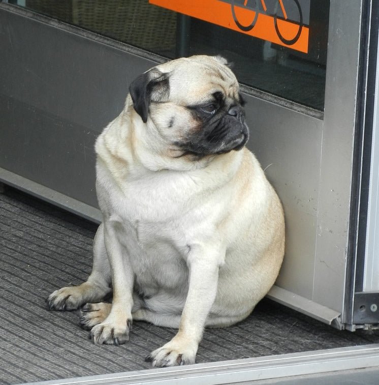 Is Your Dog FAT... And How Did That Happen? - McCann Professional Dog Trainers