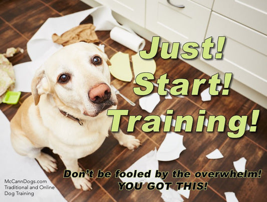 Just! Start! Training! - McCann Professional Dog Trainers