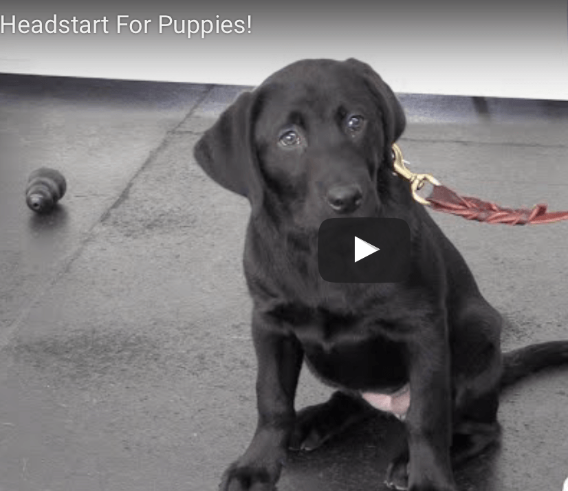 Labrador Learning - Ace in Puppy Head Start! - McCann Professional Dog Trainers