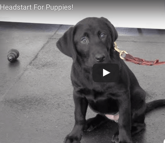 Labrador Learning - Ace in Puppy Head Start! - McCann Professional Dog Trainers
