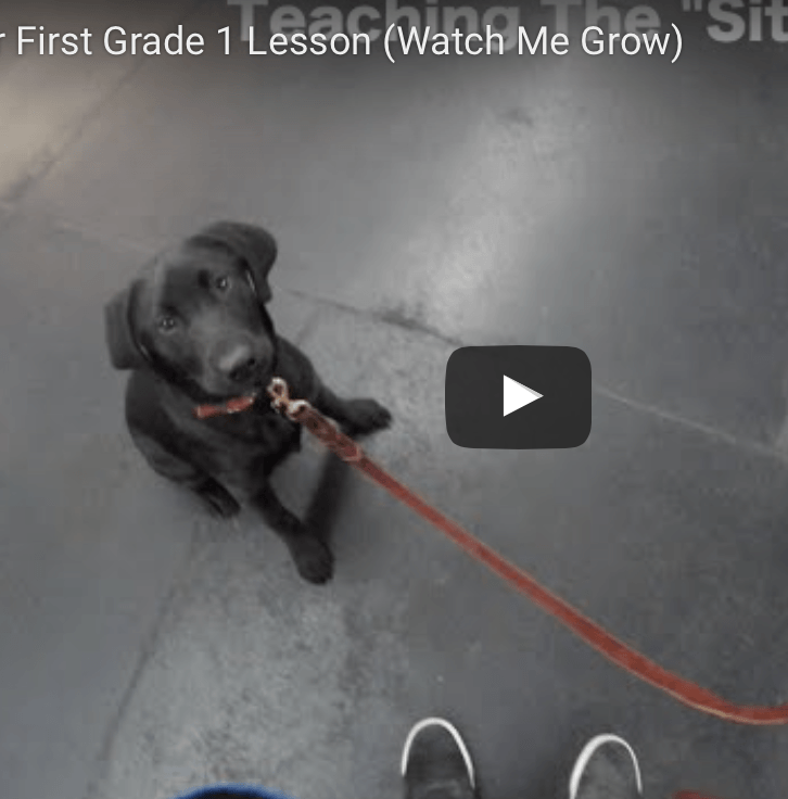 Labrador Learning - Ace Starts Grade 1 at McCanns! - McCann Professional Dog Trainers
