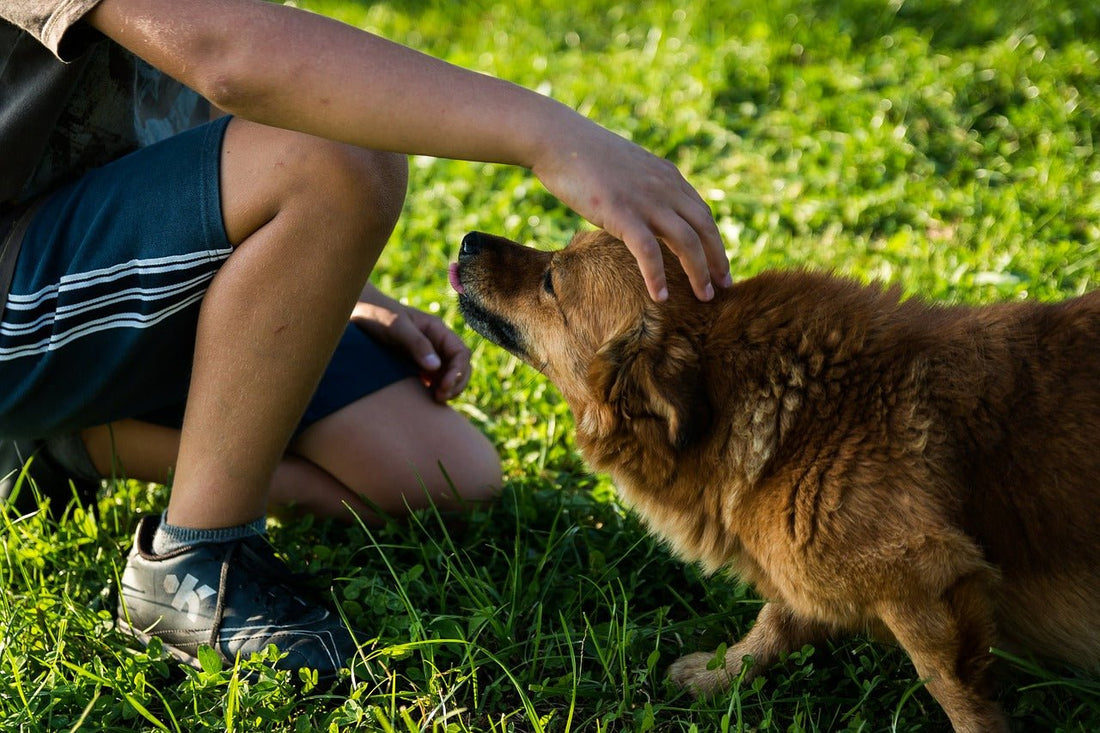 Learning to Deal with Worried Dogs - McCann Professional Dog Trainers