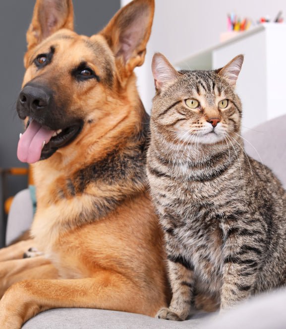 Living with Cats & Dogs - McCann Professional Dog Trainers