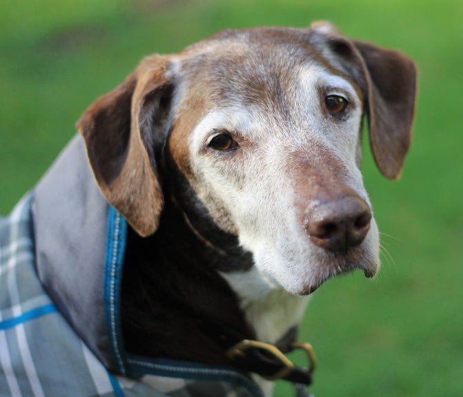 Living with Senior Dogs - McCann Professional Dog Trainers