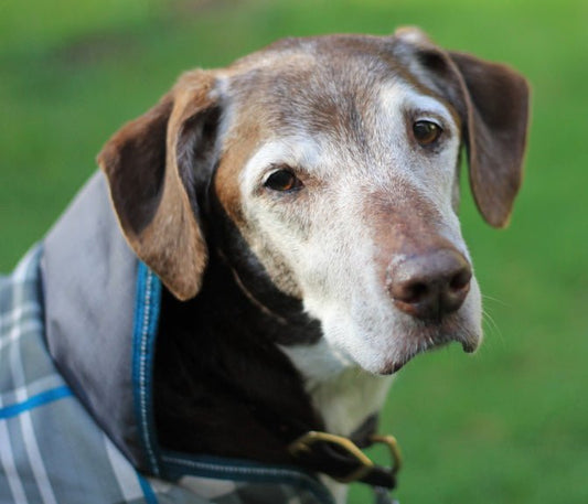 Living with Senior Dogs - McCann Professional Dog Trainers