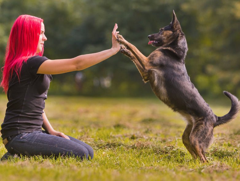 Maintenance Games for Recalls - McCann Professional Dog Trainers