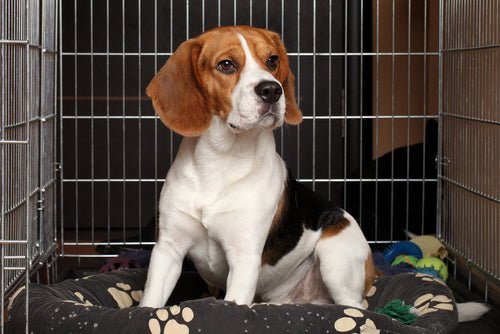 Making Crate Training FUN! - McCann Professional Dog Trainers