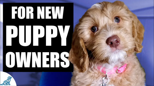 The Hamilton Puppy Owner's Guide to the First Few Weeks | Puppy Training in Hamilton | McCann Professional Dog Trainers