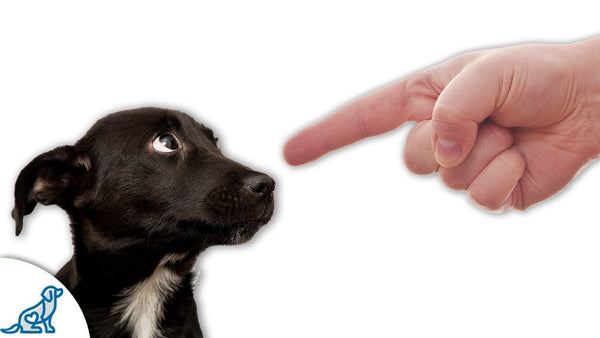 What Burlington Dog Owners Get Wrong About Being in Charge | Dog Training in Burlington | McCann Professional Dog Trainers