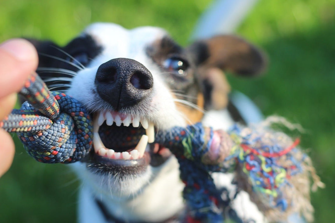 NEVER Play Tug? We Disagree.... 3 Rules to Make Tug a Great Game - McCann Professional Dog Trainers
