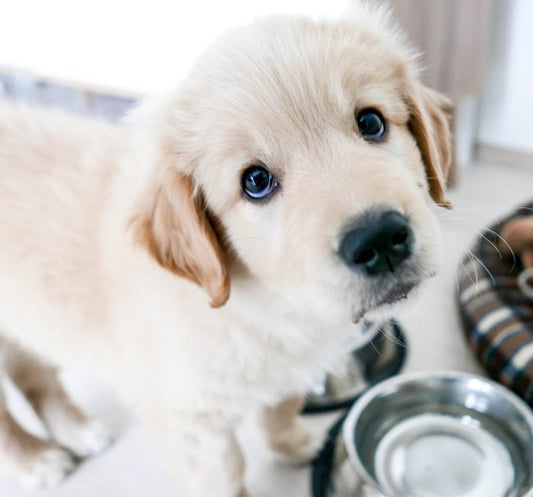 New Puppy? Great! Now What? - McCann Professional Dog Trainers