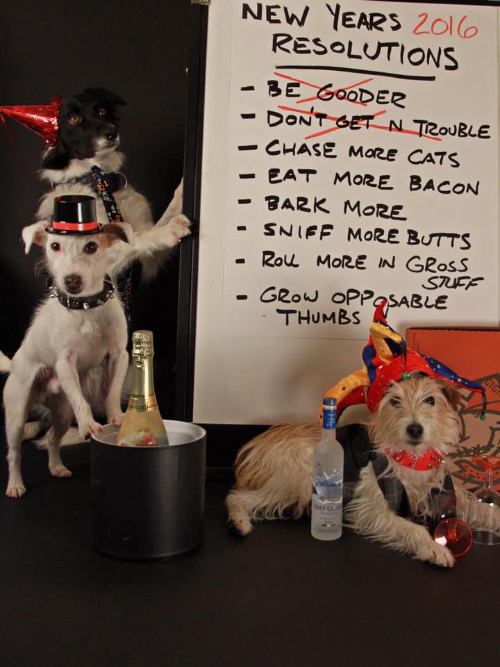 New Year’s Resolutions in Dog Training - McCann Professional Dog Trainers