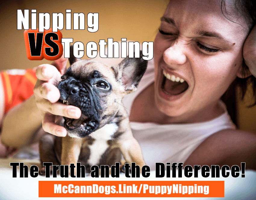 Nipping VS Teething - The Truth and The Difference - McCann Professional Dog Trainers