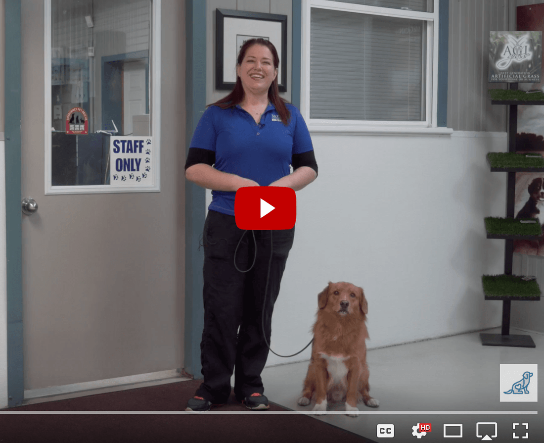 No Door Crashers! Another Simple Way to Teach Your Dog Good Manners - McCann Professional Dog Trainers