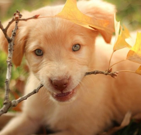 Ouch! Teach Your Puppy To Be Gentle With Their Teeth - McCann Professional Dog Trainers