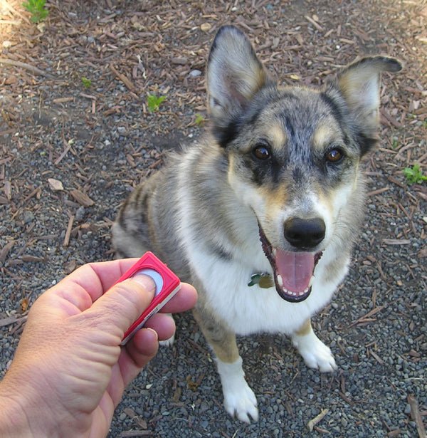Part 2 - The Cost of Waiting - McCann Professional Dog Trainers