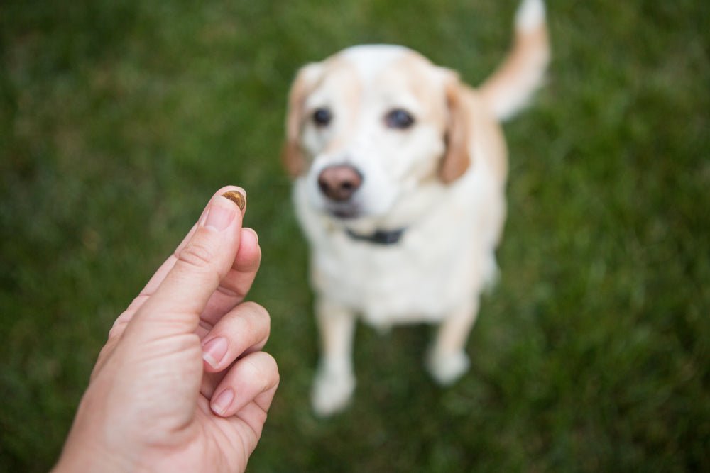 Perfecting the Recall: The Ending - McCann Professional Dog Trainers
