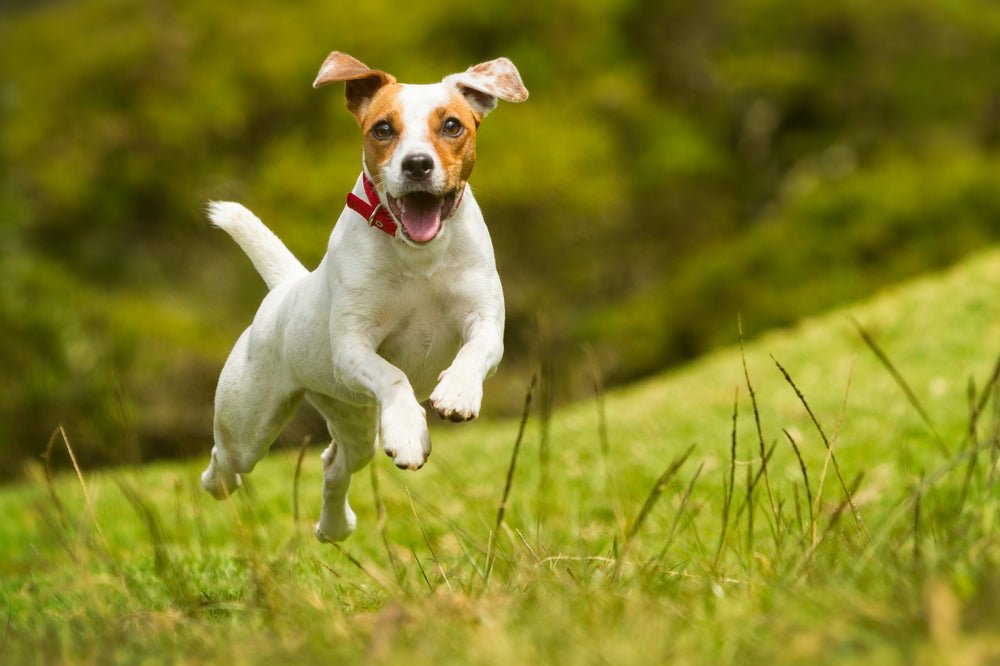 Perfecting the Recall - The Middle - McCann Professional Dog Trainers
