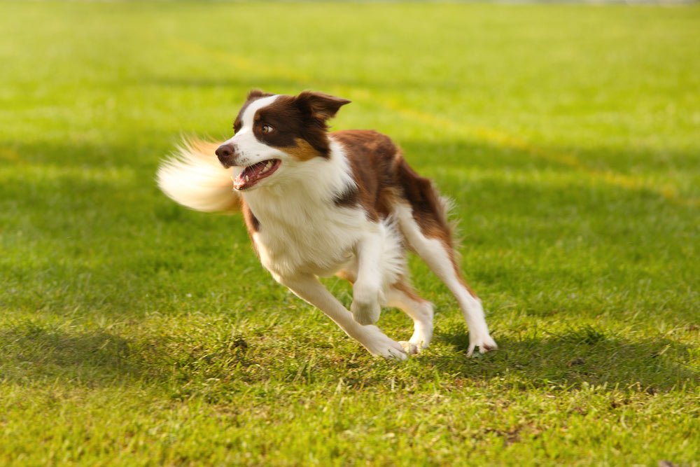 Perfecting the Recall - The Turn - McCann Professional Dog Trainers