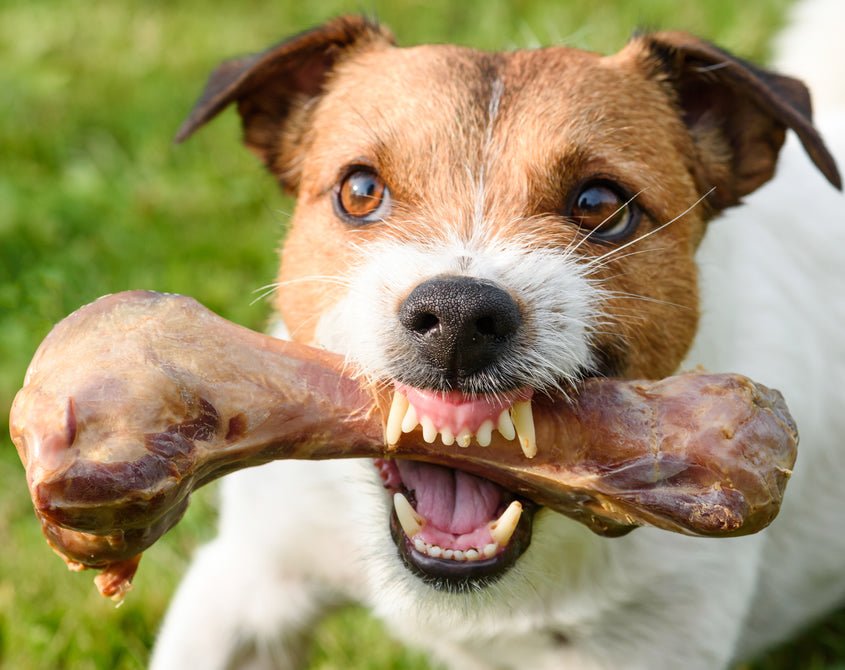 Preventing Possessive Aggression in Dogs - McCann Professional Dog Trainers