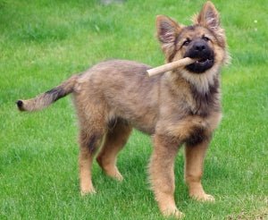 Puppy Training - The Cost of Waiting - McCann Professional Dog Trainers