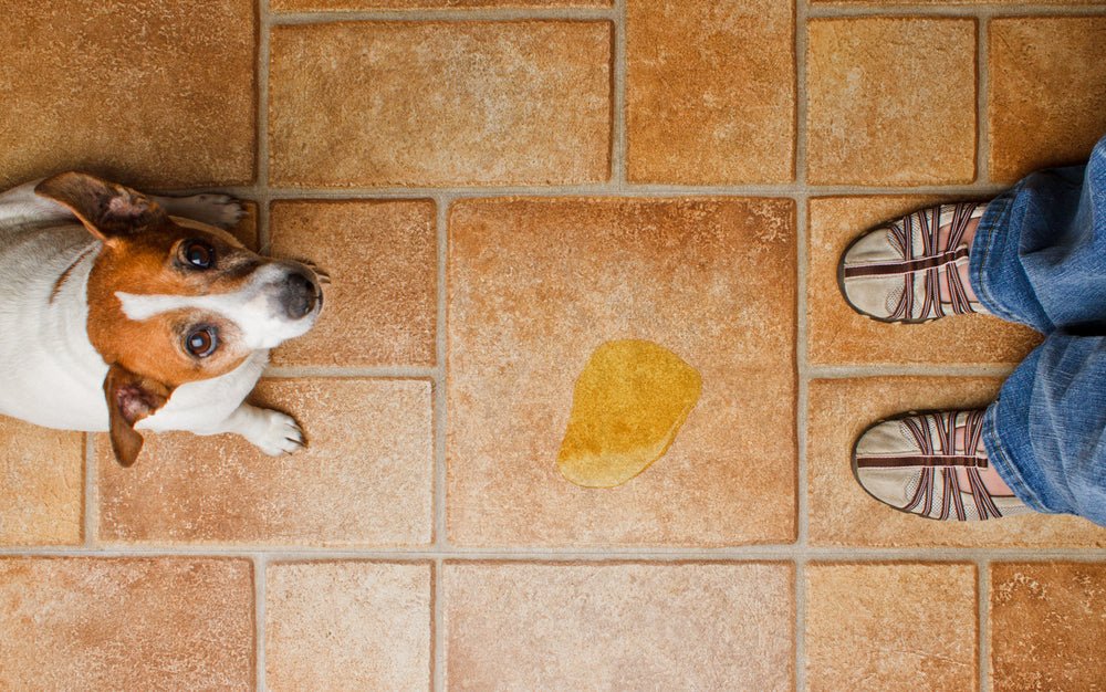 Quick and Easy House Training Tips - McCann Professional Dog Trainers