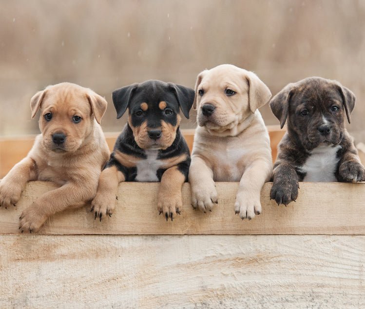Red Flags When Buying a Puppy - McCann Professional Dog Trainers
