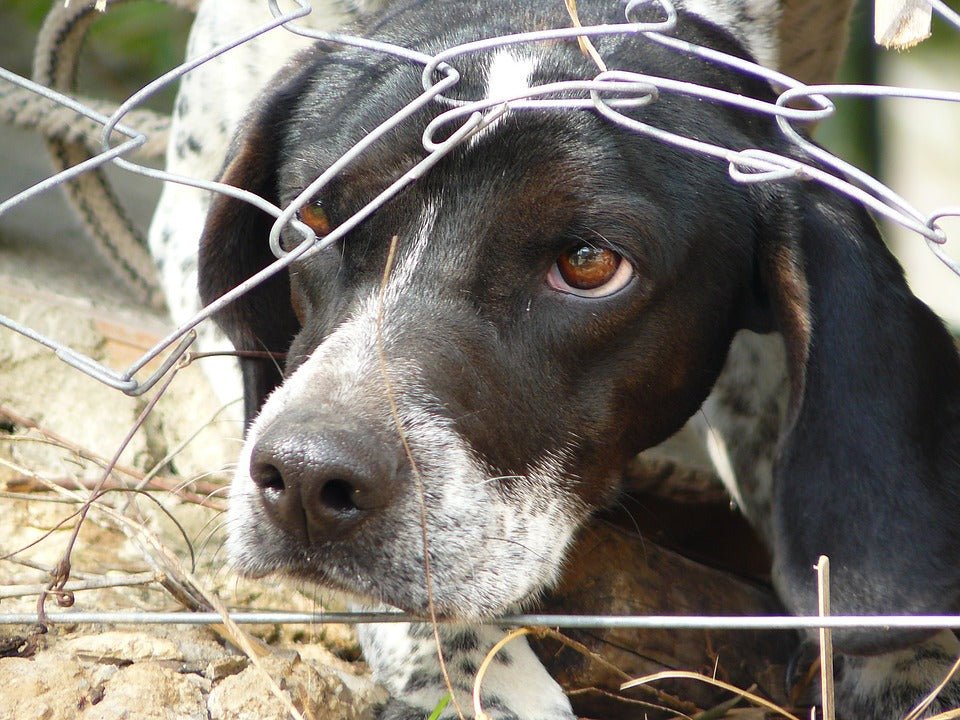 Rescued or Rehomed Dogs: A Few Things to Consider - McCann Professional Dog Trainers