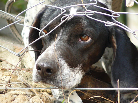 Rescued or Rehomed Dogs: A Few Things to Consider - McCann Professional Dog Trainers